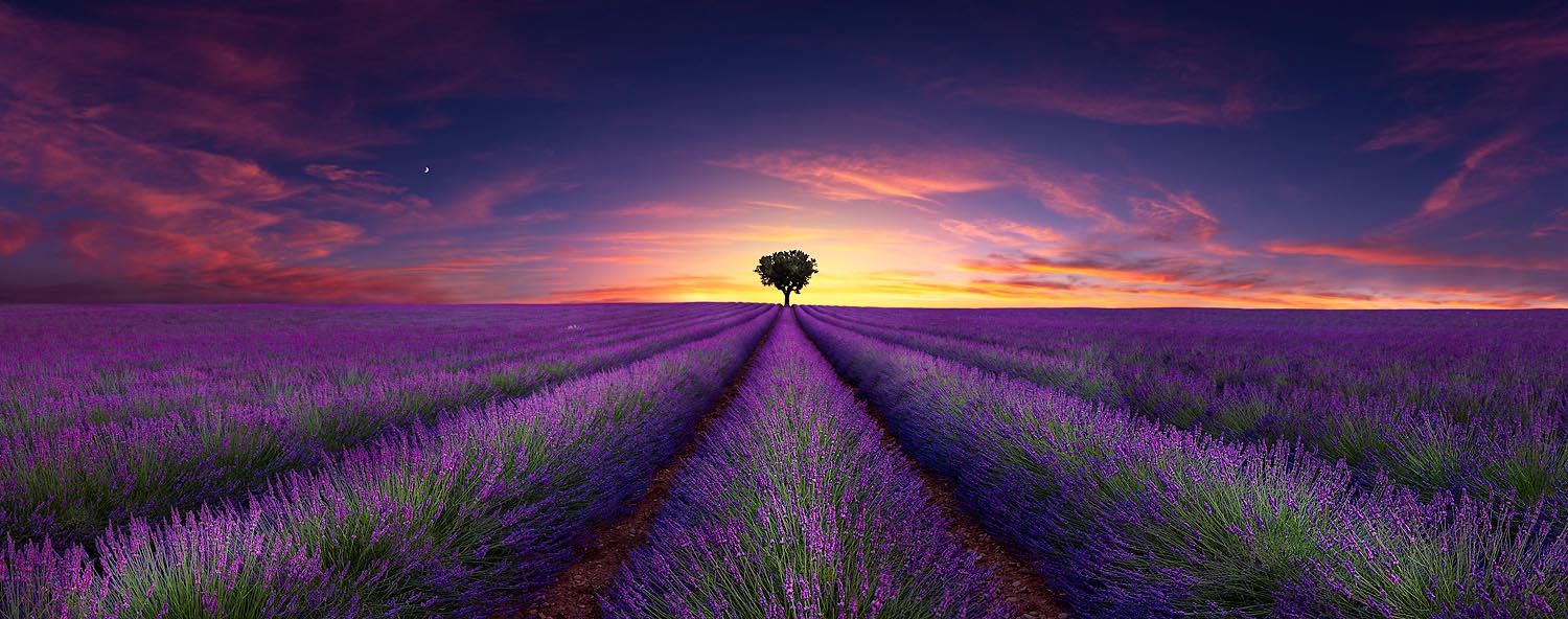 Lavender Summer by Alex Gubski