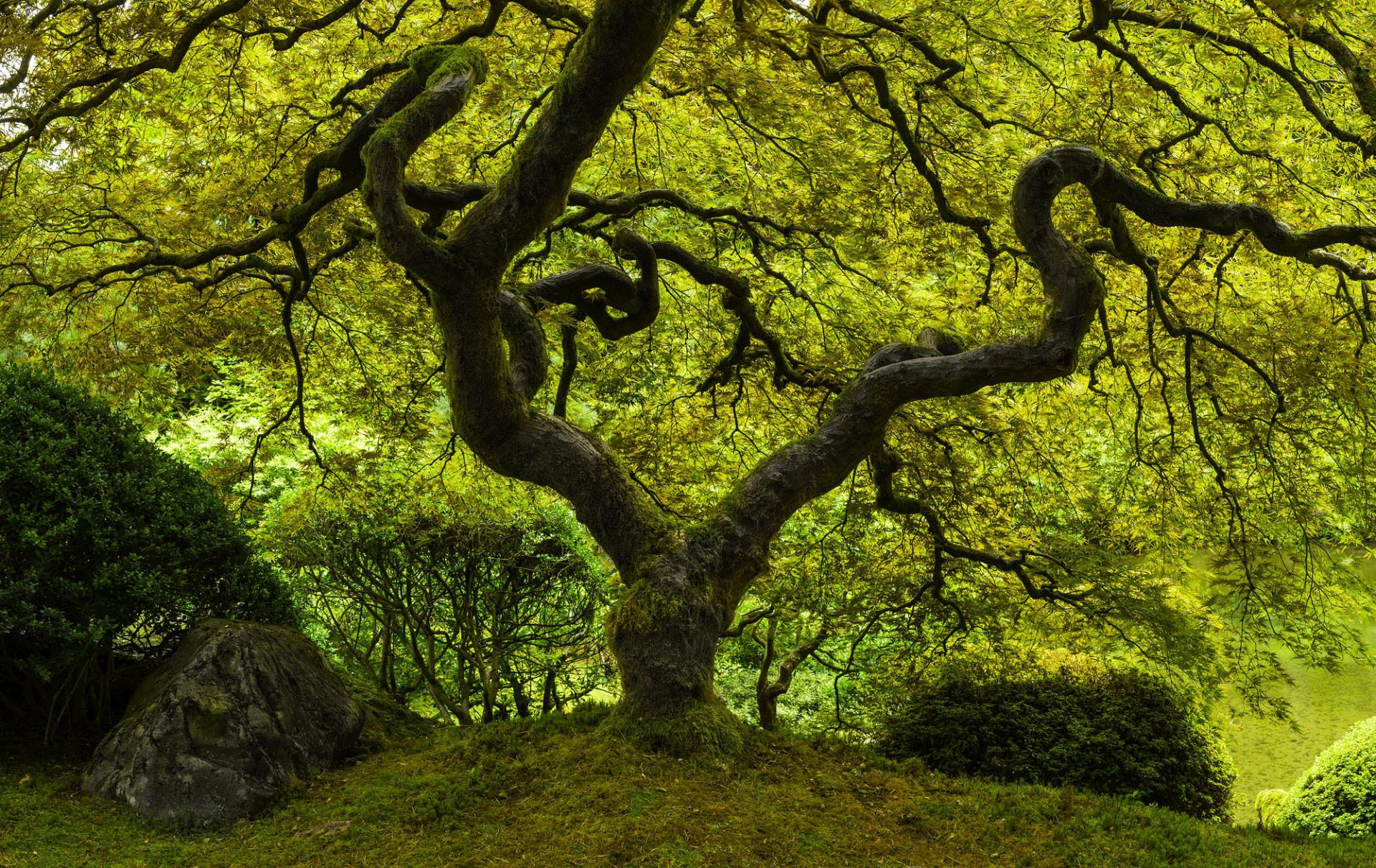 summer-zen-tree