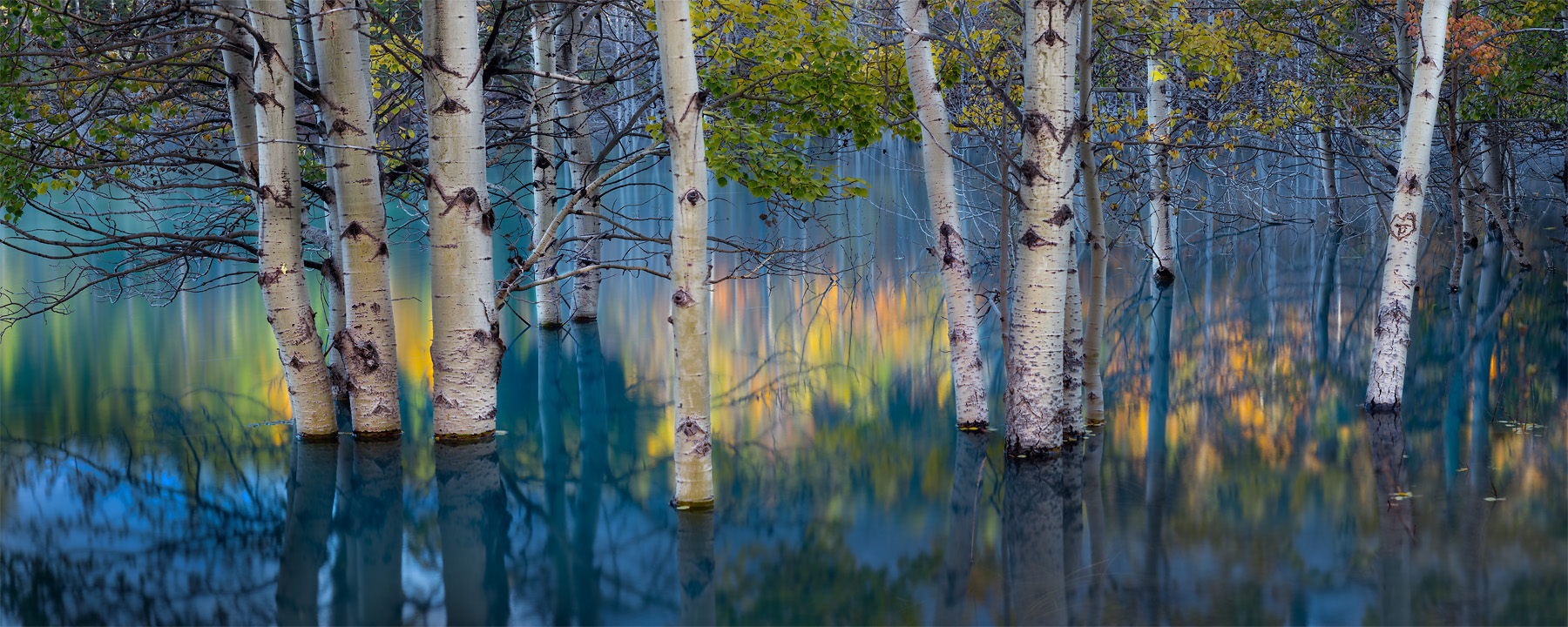 Submerged aspens at Abraham Lake