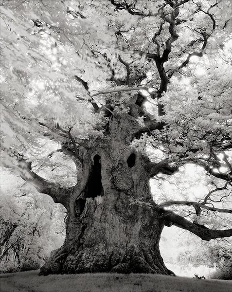 Ancient Trees Portraits of Time Beth Moon