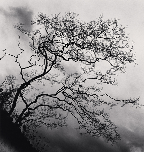 Michael Kenna Temple Trees