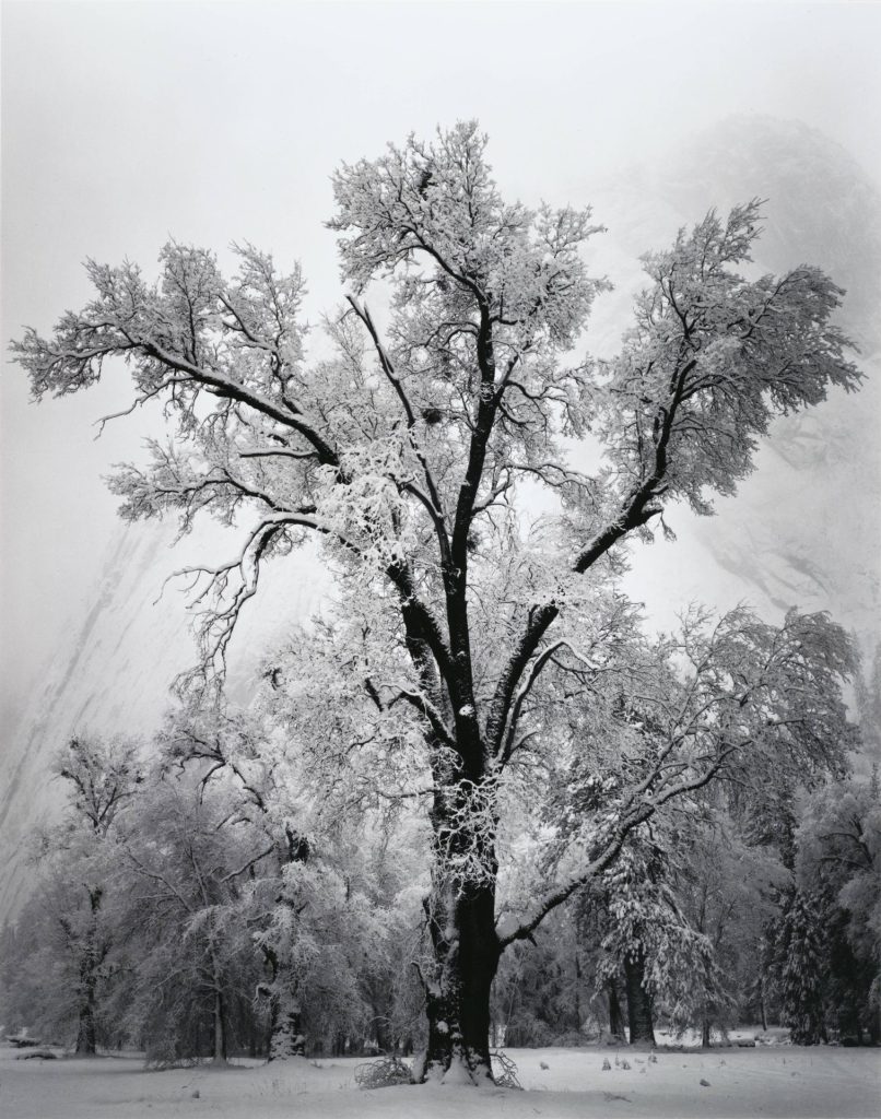 Beautiful Tree Photography