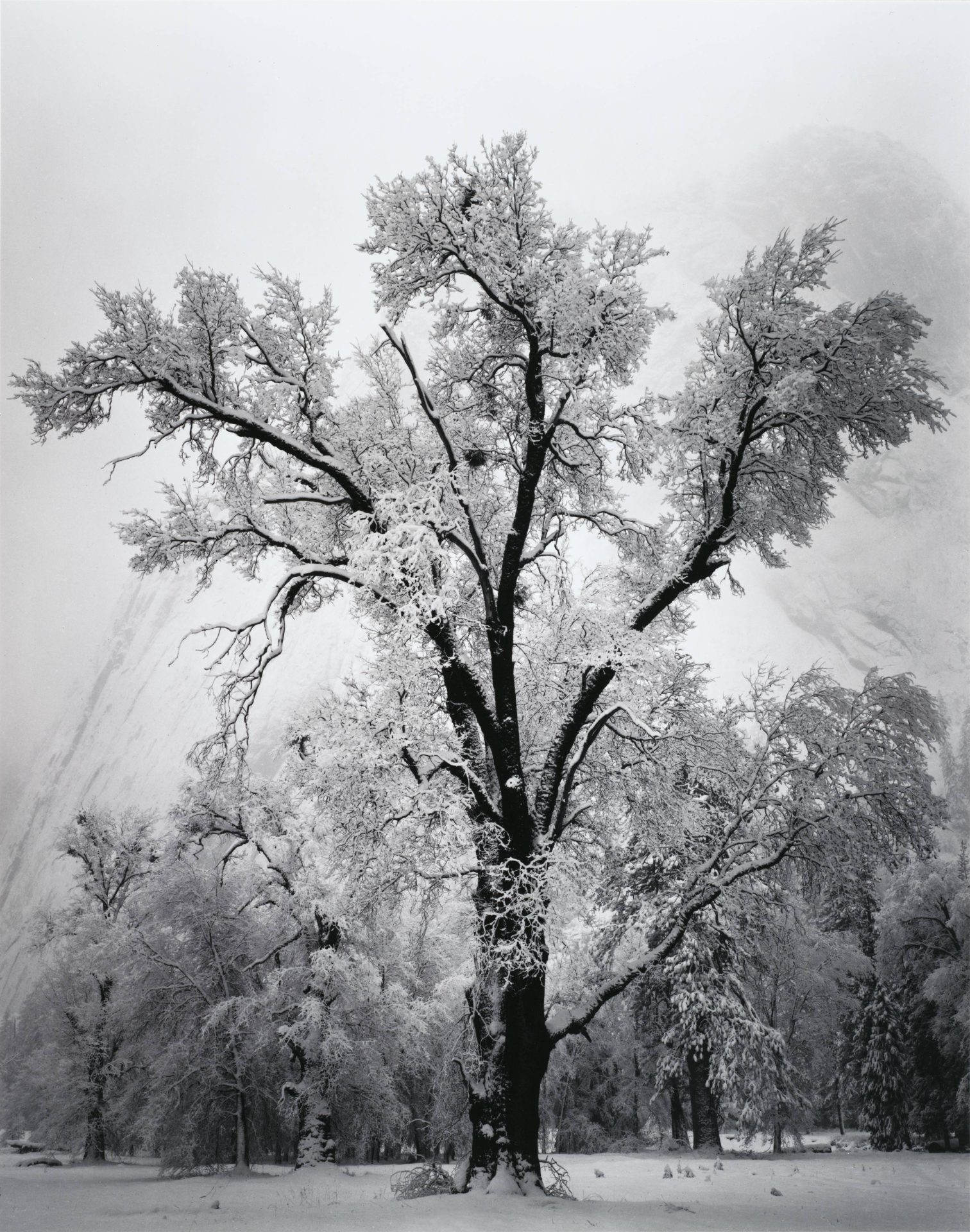 Oak Tree Snowstorm Ansel Adams