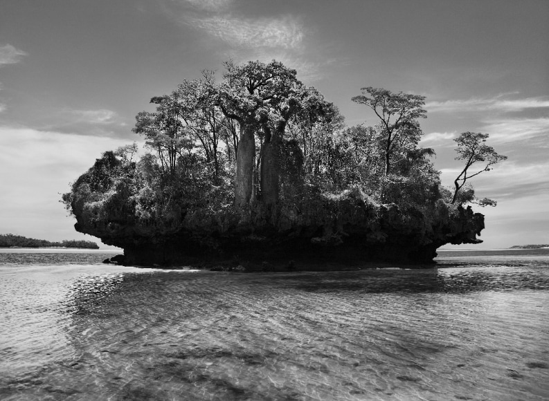 Sebastiao Salgado Tree Photography