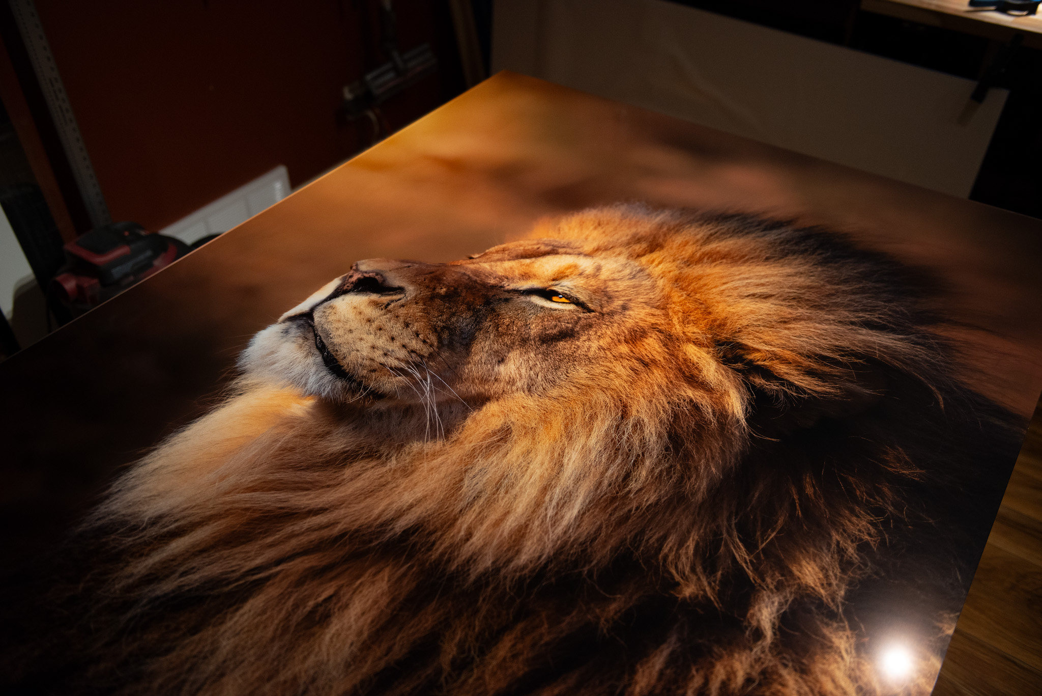 Photo of a lion mounted on TruLife Acrylic