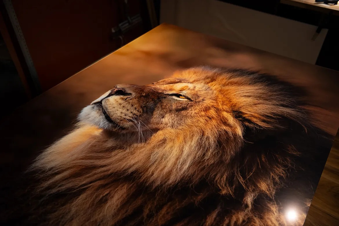 Alex Gubski photo print of a lion mounted on acrylic