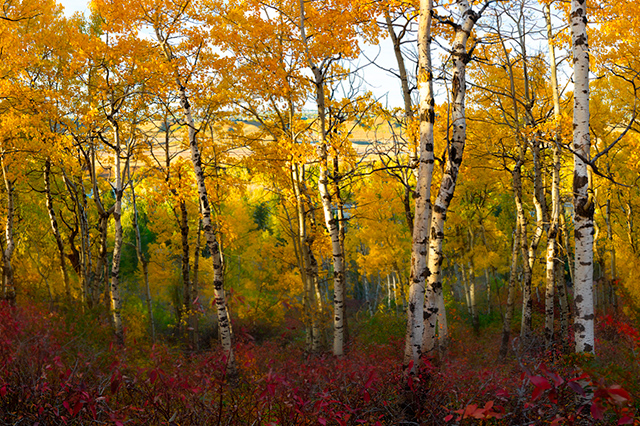 Autumn Glory