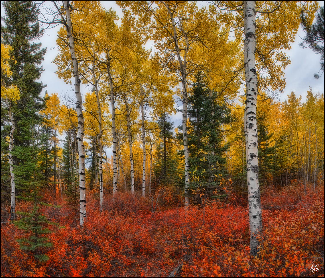 Colors of Fall Limited Edition Fine Art Photography Print by Alex Gubski