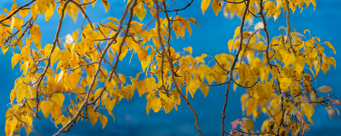 Harmony of Color Limited Edition Fine Art Photography Print by Alex Gubski