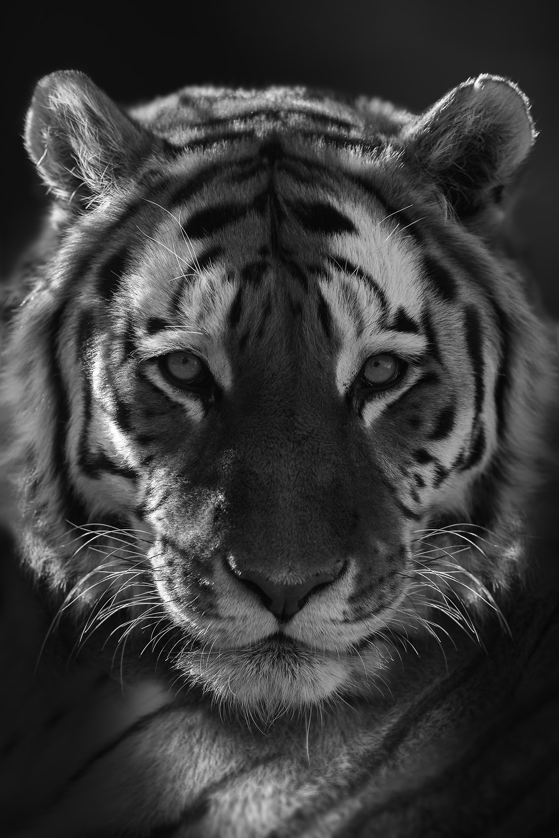 Alexander Gubski Image Details, finishing options and pricing - Tiger Gaze